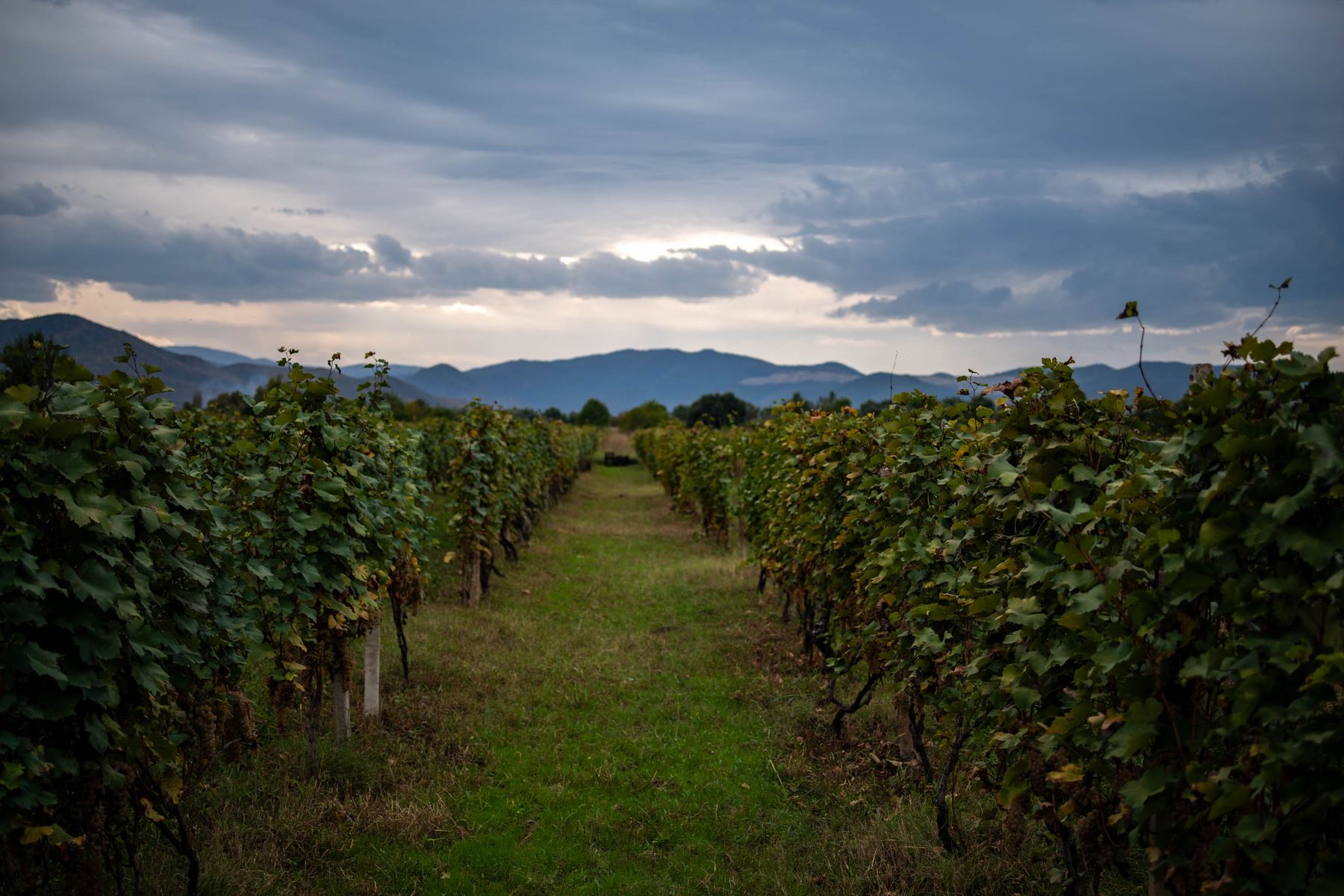 Rows of vines running towards the mountains under a heavy autumn sky in Georgia