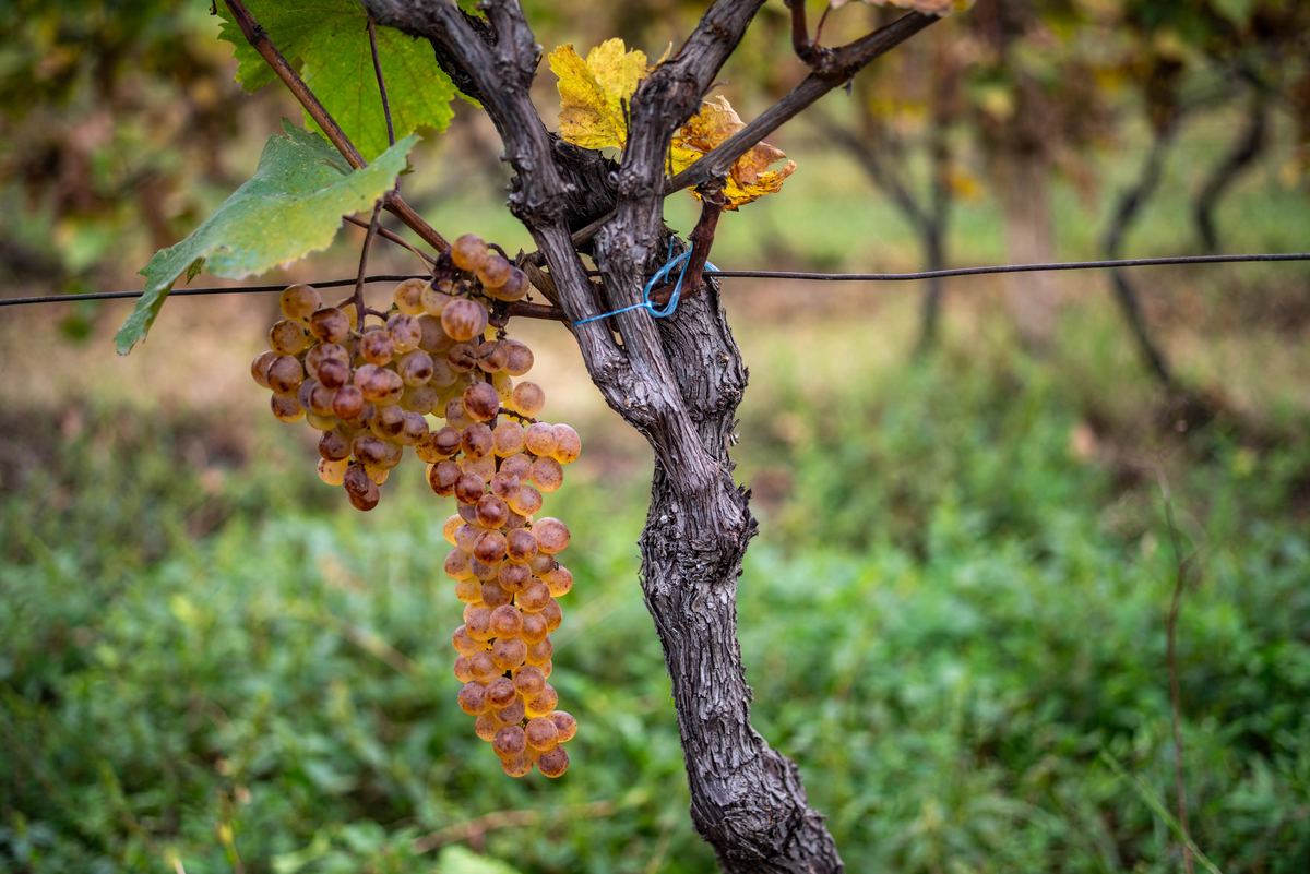 A single amber bunch of grapes on the vine