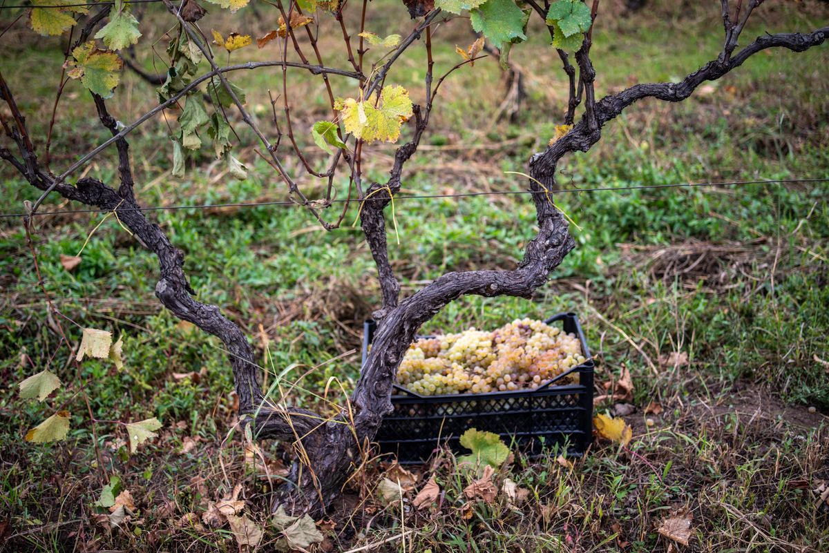 A crate of harvested grapes beneath an old vine