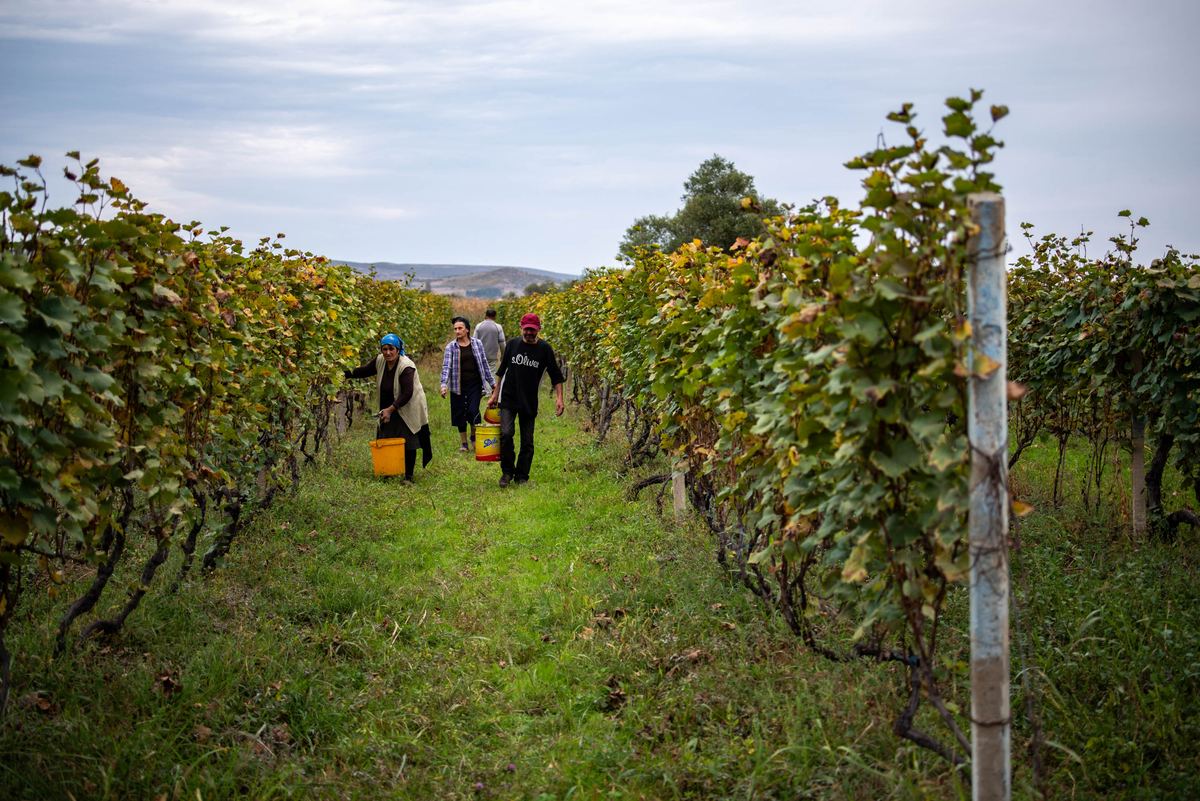 Pickers walking between the vine rows at harvest
