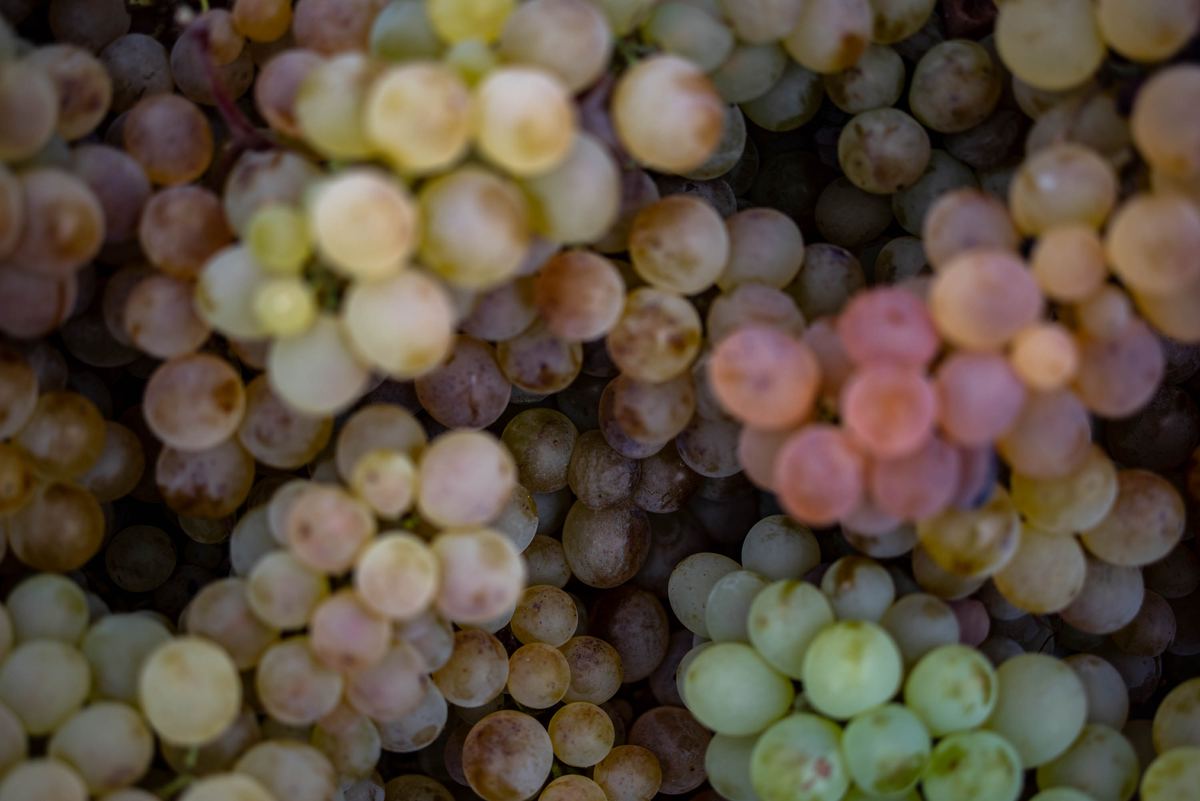 Close view of ripe white and pink grapes