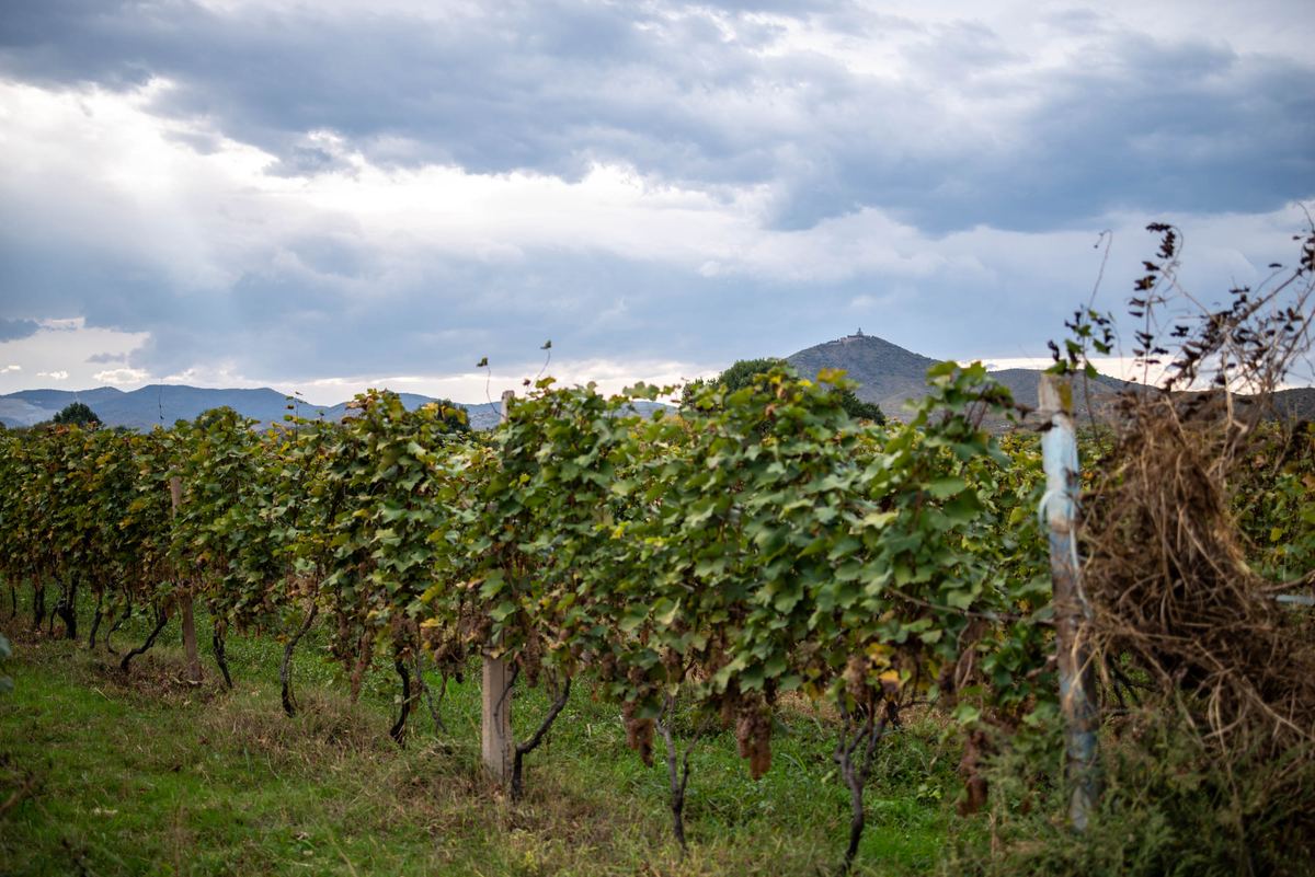 Old vines with the mountains of Georgia behind them